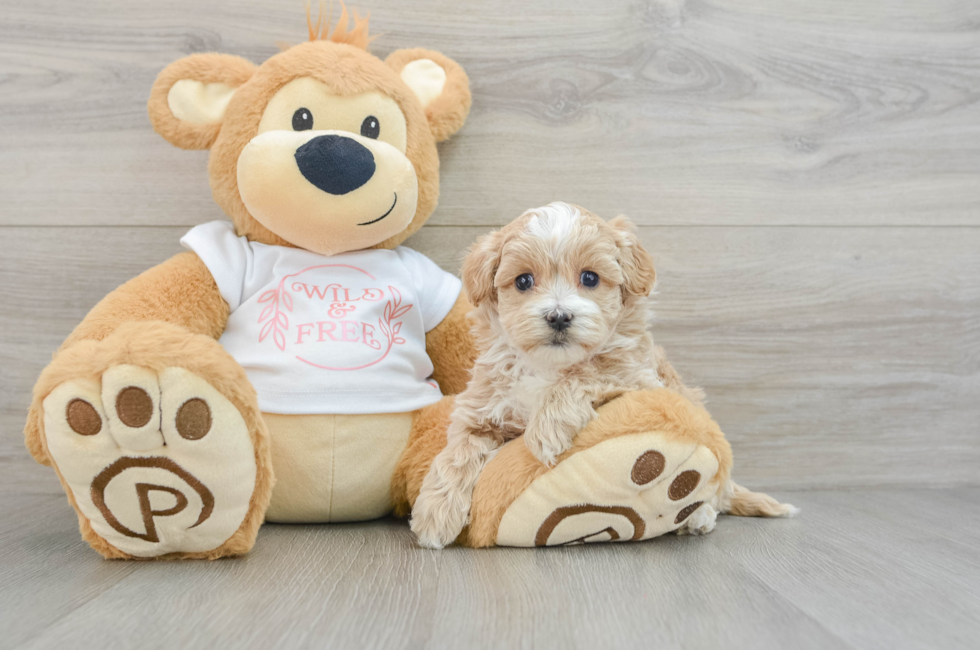 6 week old Maltipoo Puppy For Sale - Florida Fur Babies