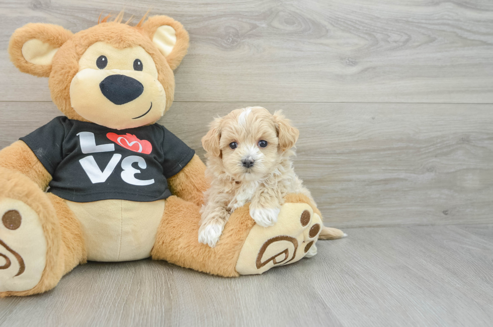 6 week old Maltipoo Puppy For Sale - Florida Fur Babies