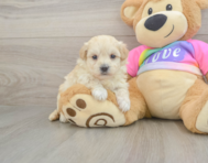 8 week old Maltipoo Puppy For Sale - Florida Fur Babies
