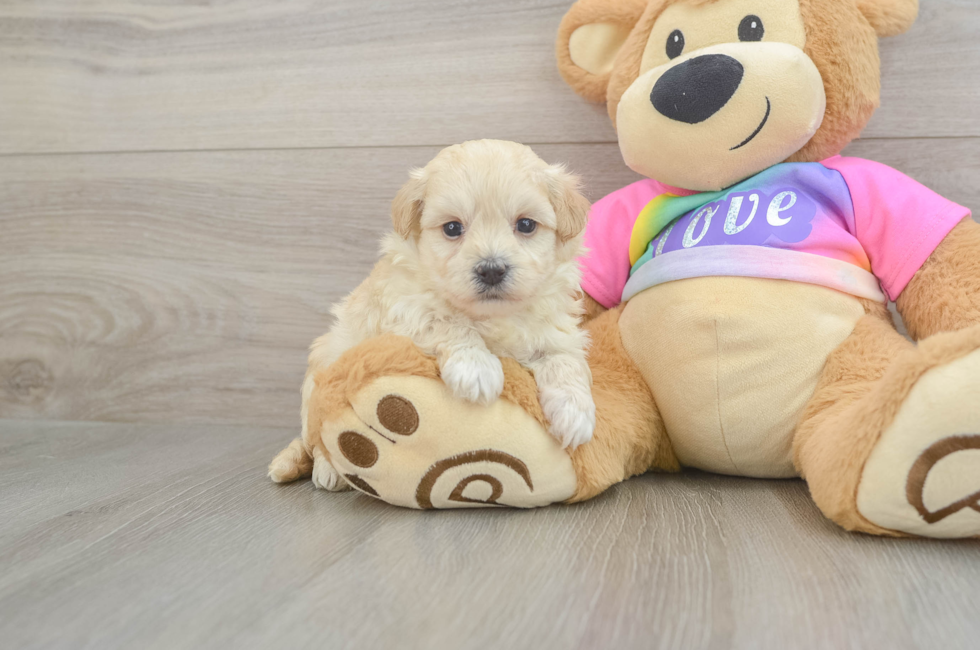 5 week old Maltipoo Puppy For Sale - Florida Fur Babies
