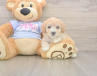 8 week old Maltipoo Puppy For Sale - Florida Fur Babies