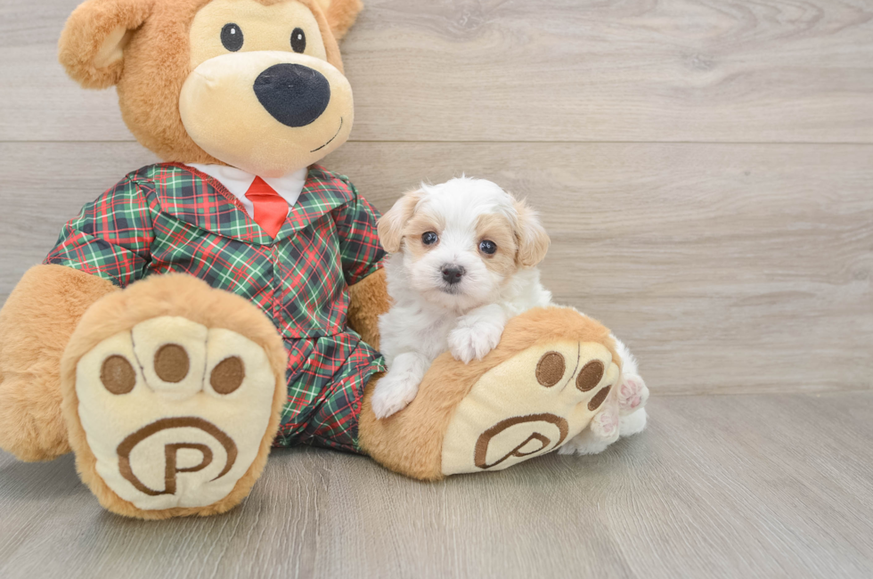 5 week old Maltipoo Puppy For Sale - Florida Fur Babies