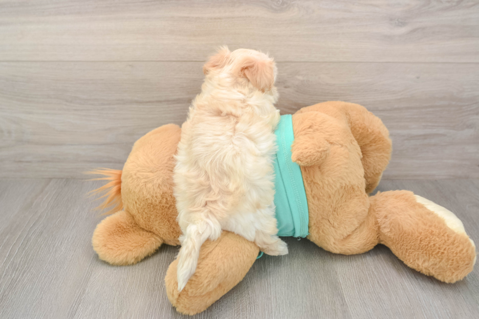 Hypoallergenic Maltese Poodle Poodle Mix Puppy