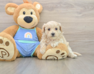 8 week old Maltipoo Puppy For Sale - Florida Fur Babies
