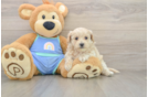 Energetic Maltepoo Poodle Mix Puppy