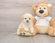 7 week old Maltipoo Puppy For Sale - Florida Fur Babies