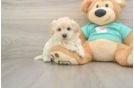 Maltipoo Pup Being Cute