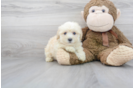 Meet Templeton - our Maltipoo Puppy Photo 1/3 - Florida Fur Babies