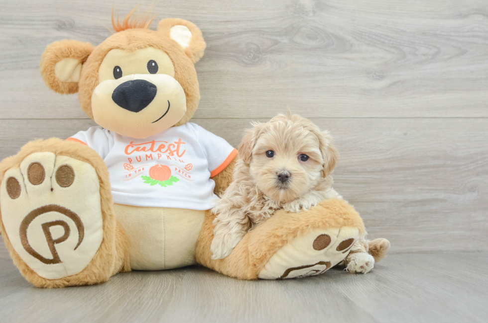 5 week old Maltipoo Puppy For Sale - Florida Fur Babies