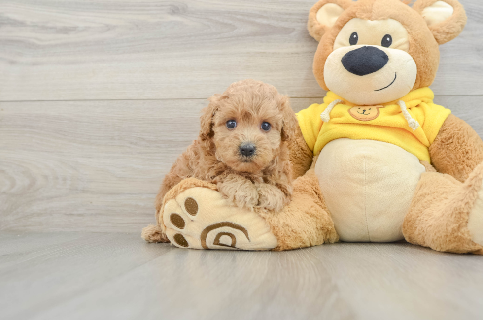 5 week old Maltipoo Puppy For Sale - Florida Fur Babies