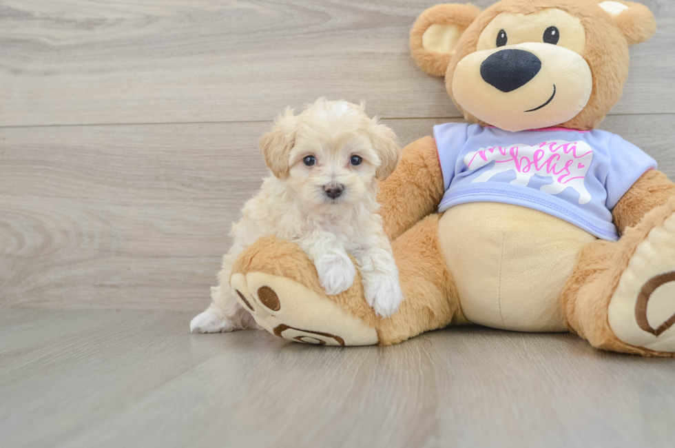 6 week old Maltipoo Puppy For Sale - Florida Fur Babies