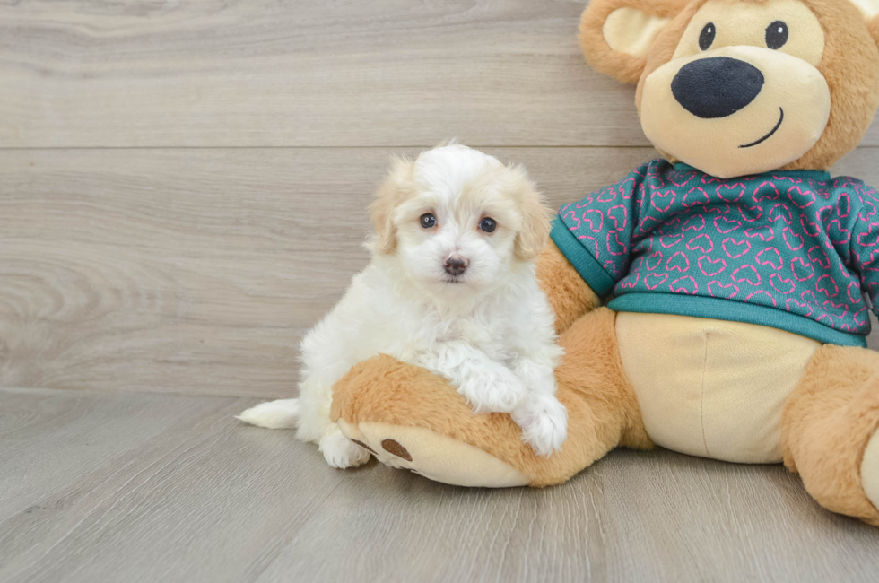 5 week old Maltipoo Puppy For Sale - Florida Fur Babies