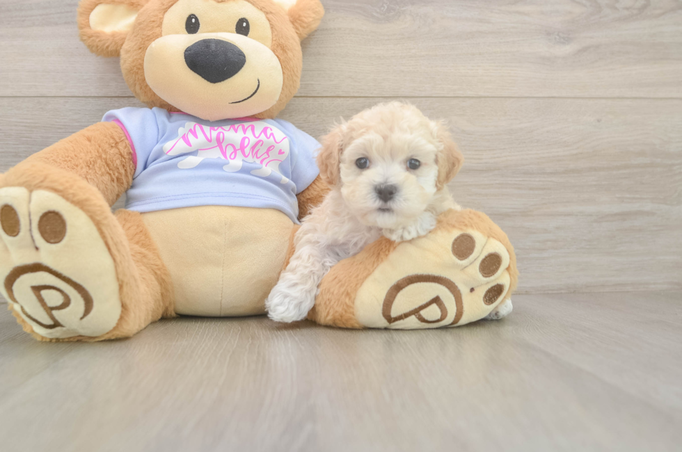 5 week old Maltipoo Puppy For Sale - Florida Fur Babies