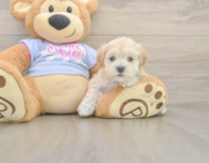 8 week old Maltipoo Puppy For Sale - Florida Fur Babies 8 week old Maltipoo Puppy For Sale - Florida Fur Babies