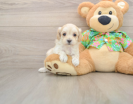 8 week old Maltipoo Puppy For Sale - Florida Fur Babies