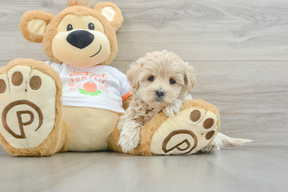 Best Maltipoo Baby