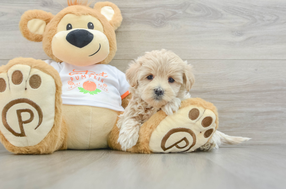 5 week old Maltipoo Puppy For Sale - Florida Fur Babies