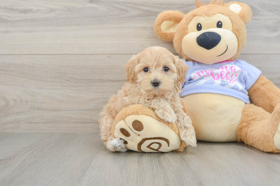 6 week old Maltipoo Puppy For Sale - Florida Fur Babies