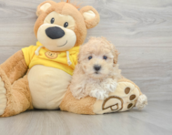 8 week old Maltipoo Puppy For Sale - Florida Fur Babies