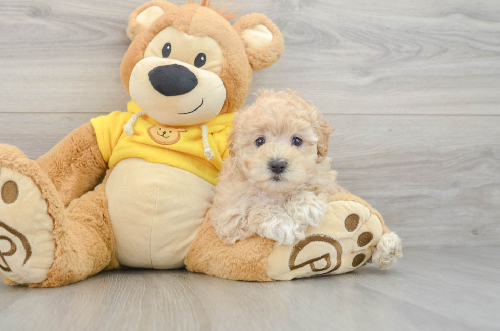 5 week old Maltipoo Puppy For Sale - Florida Fur Babies