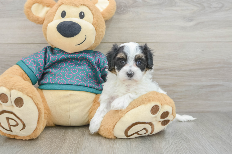 5 week old Maltipoo Puppy For Sale - Florida Fur Babies