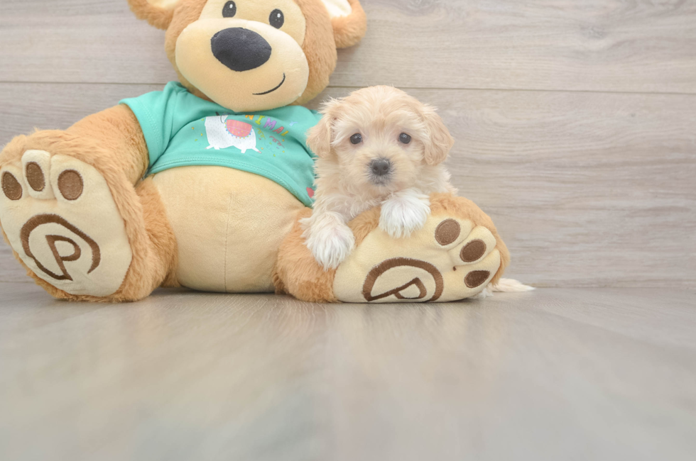 5 week old Maltipoo Puppy For Sale - Florida Fur Babies