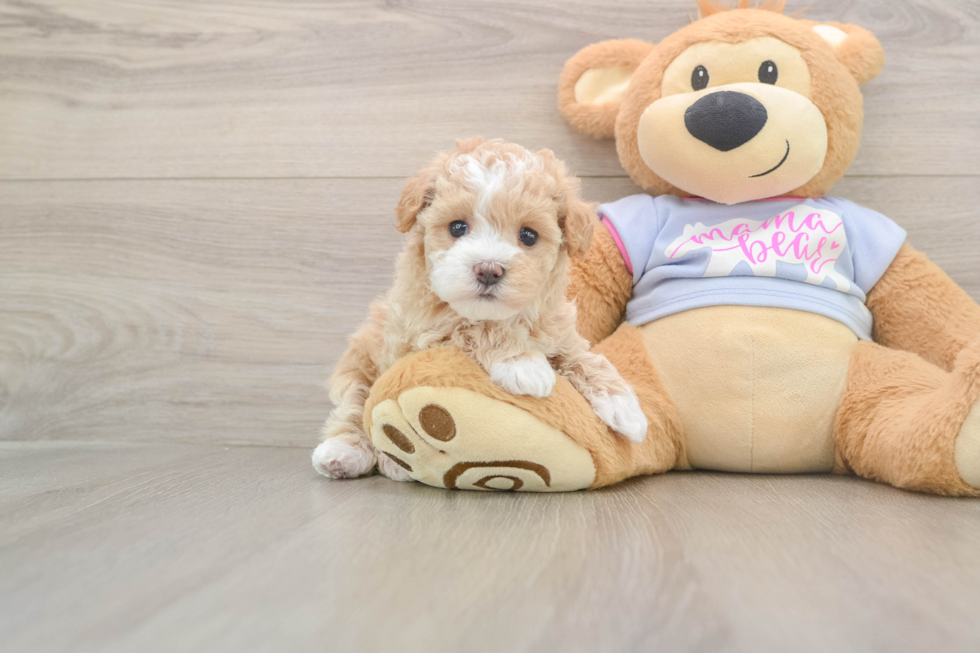 Maltipoo Puppy for Adoption