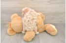 Smart Maltipoo Poodle Mix Pup