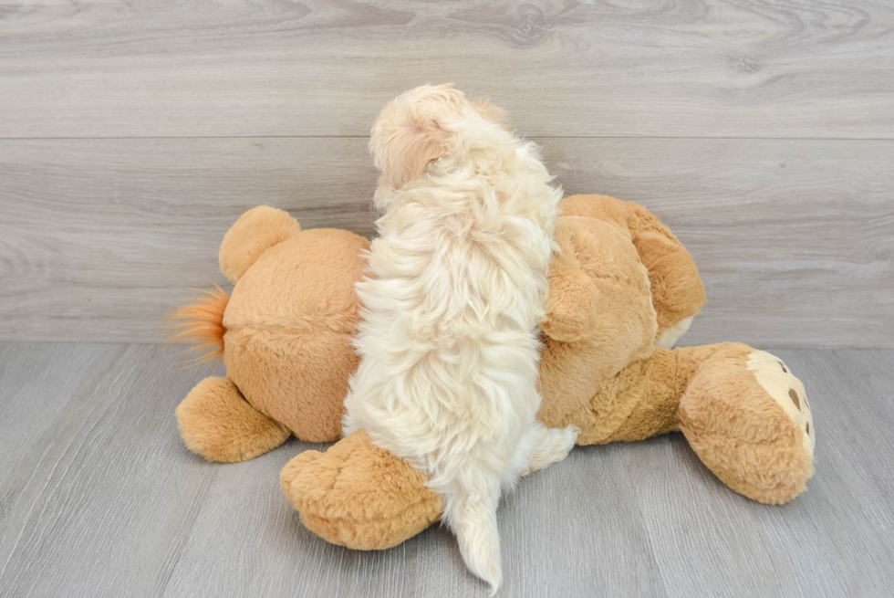Maltipoo Pup Being Cute
