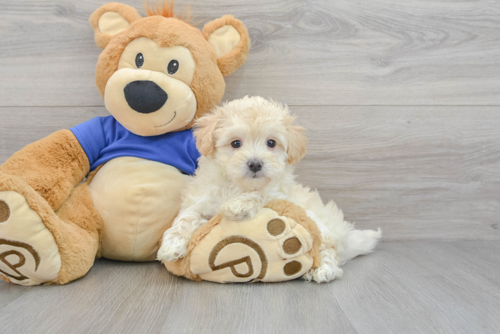 Little Maltese Poodle Poodle Mix Puppy