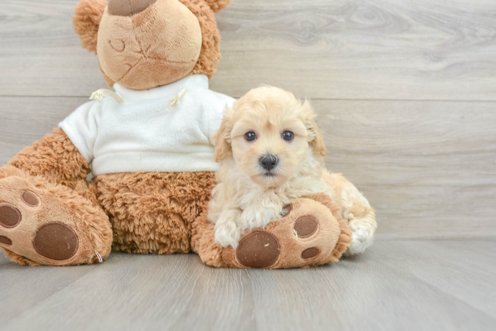 Sweet Maltipoo Baby