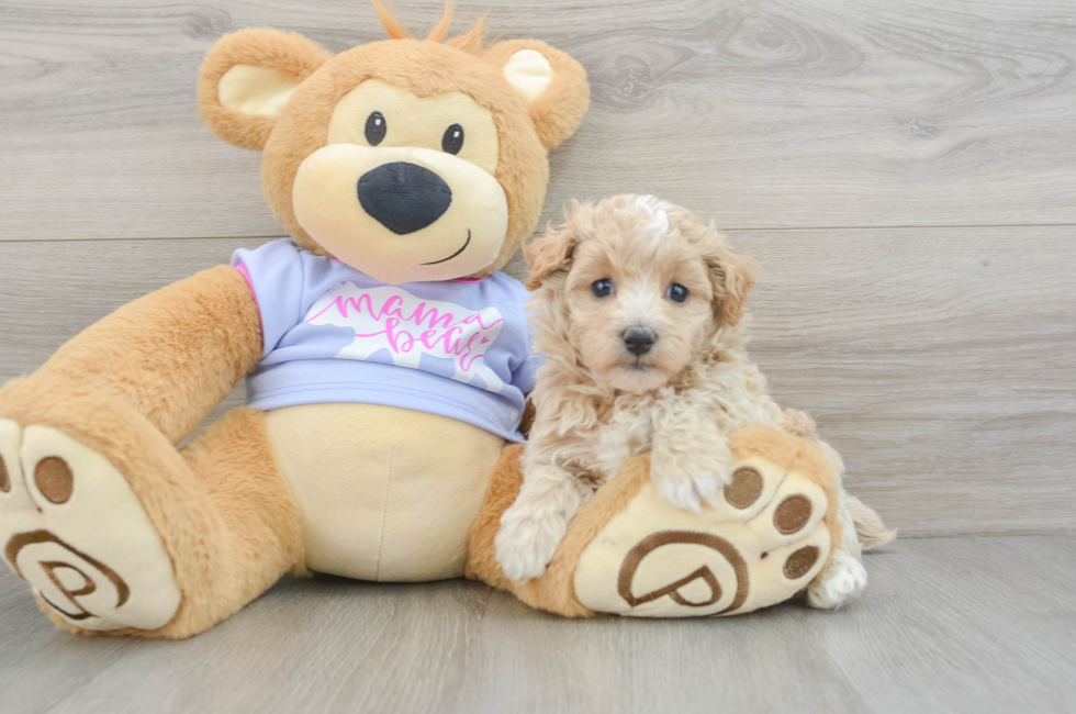 5 week old Maltipoo Puppy For Sale - Florida Fur Babies