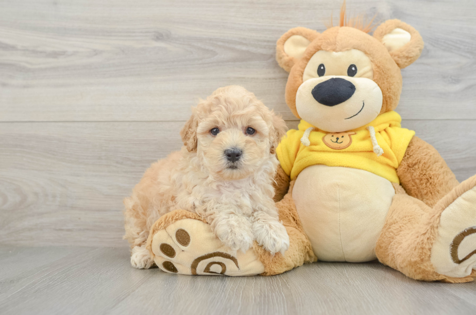 5 week old Maltipoo Puppy For Sale - Florida Fur Babies