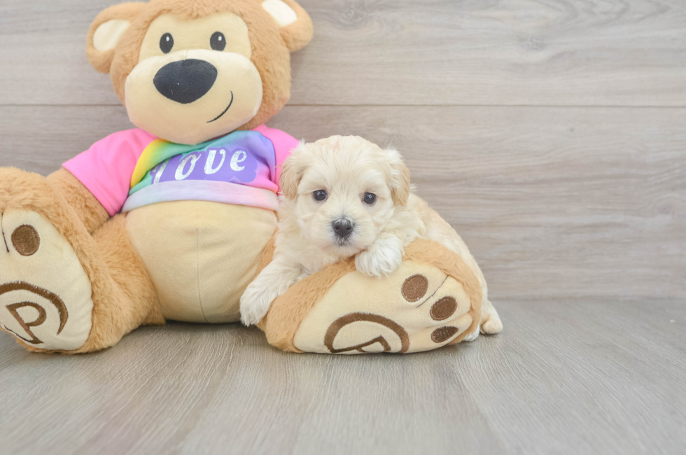 5 week old Maltipoo Puppy For Sale - Florida Fur Babies