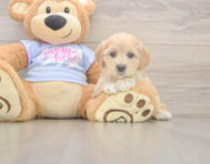8 week old Maltipoo Puppy For Sale - Florida Fur Babies