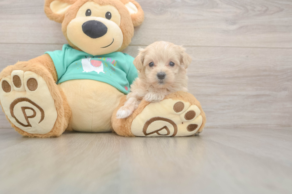 5 week old Maltipoo Puppy For Sale - Florida Fur Babies