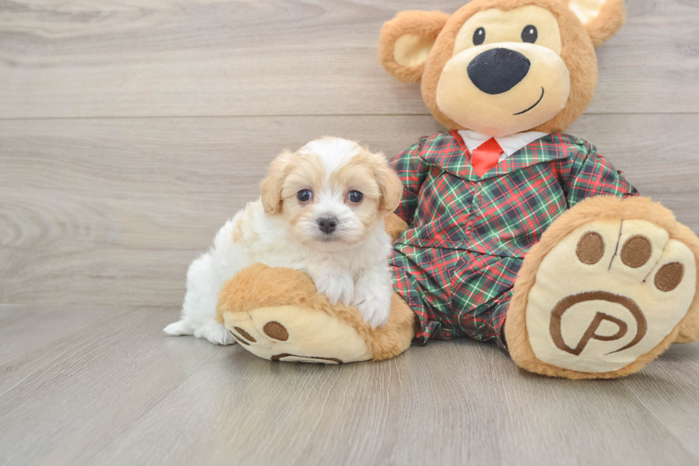 Petite Maltipoo Poodle Mix Pup