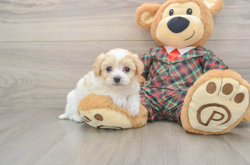 5 week old Maltipoo Puppy For Sale - Florida Fur Babies