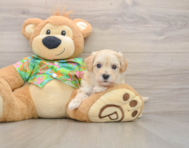 8 week old Maltipoo Puppy For Sale - Florida Fur Babies
