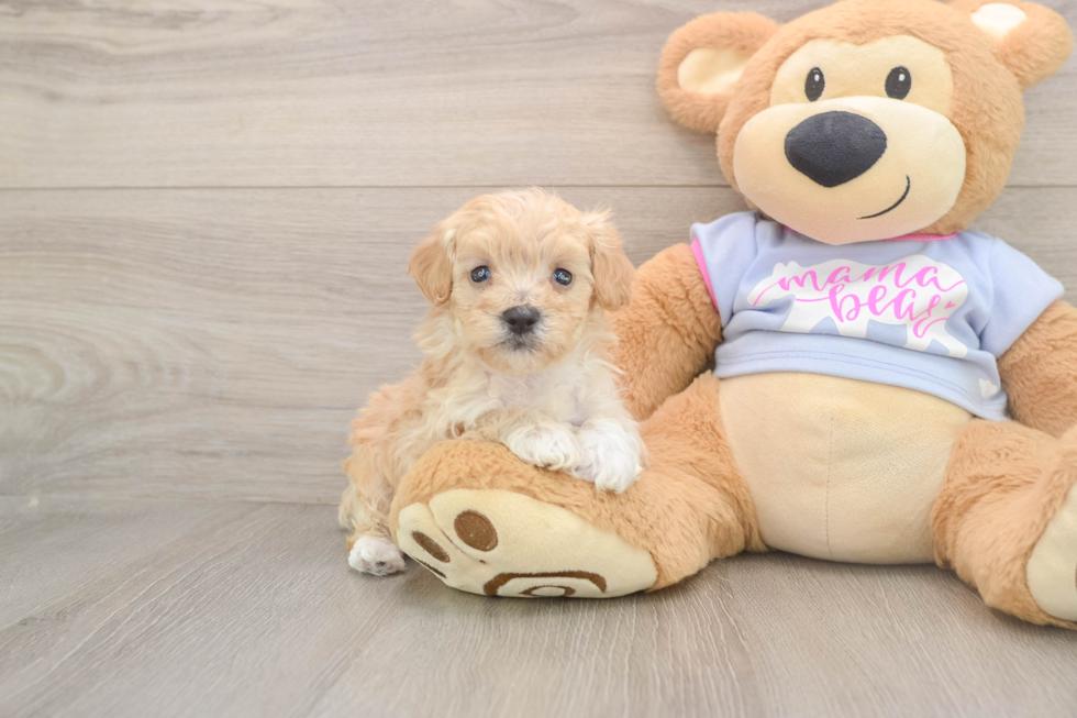Maltipoo Pup Being Cute