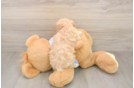 Maltipoo Puppy for Adoption