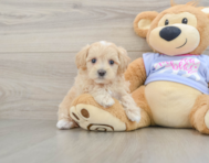 8 week old Maltipoo Puppy For Sale - Florida Fur Babies