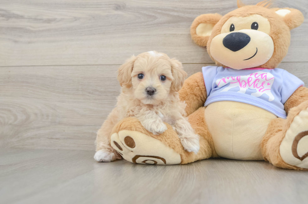 6 week old Maltipoo Puppy For Sale - Florida Fur Babies