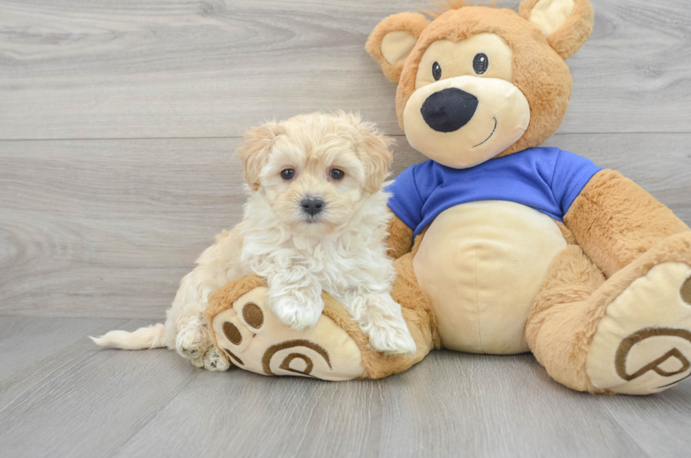 6 week old Maltipoo Puppy For Sale - Florida Fur Babies