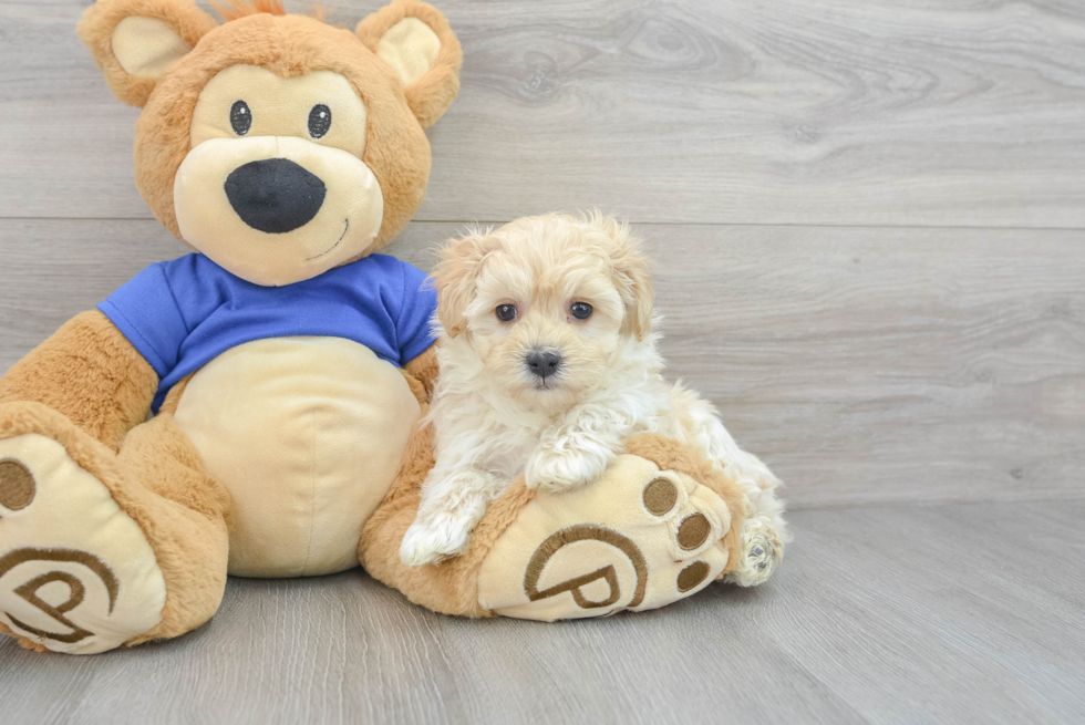 Best Maltipoo Baby