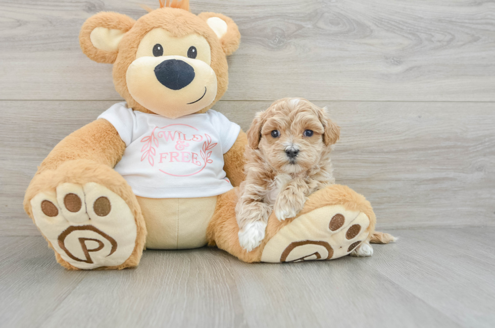 6 week old Maltipoo Puppy For Sale - Florida Fur Babies