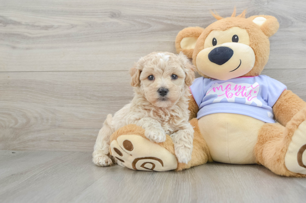 5 week old Maltipoo Puppy For Sale - Florida Fur Babies