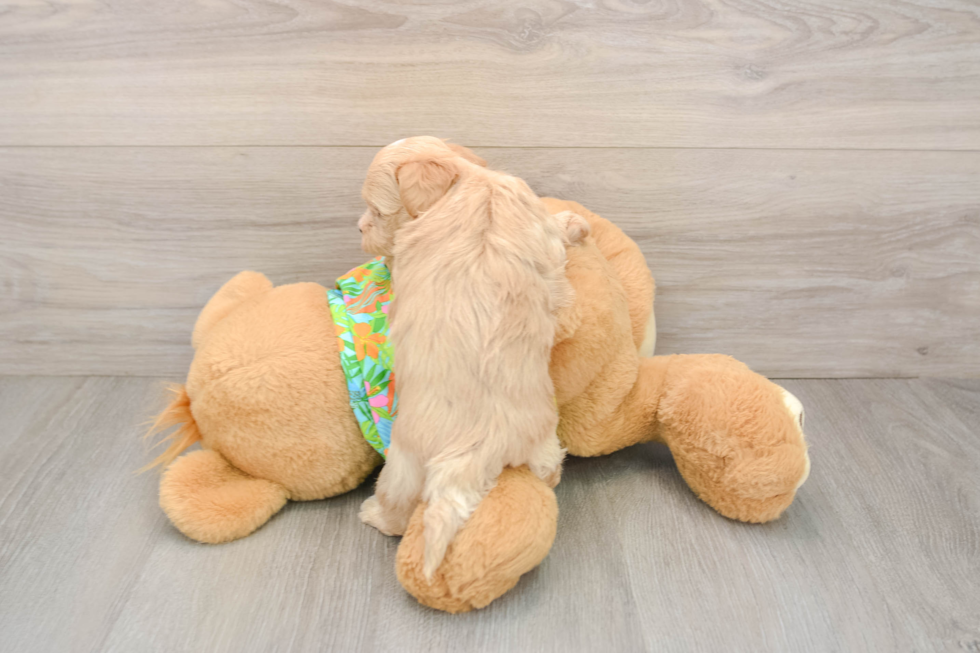 Petite Maltipoo Poodle Mix Pup