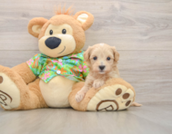 8 week old Maltipoo Puppy For Sale - Florida Fur Babies