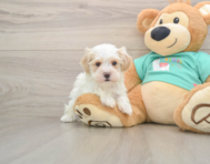 9 week old Maltipoo Puppy For Sale - Florida Fur Babies